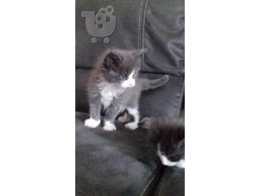 Πωλούνται γατάκια Maine Coon